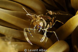 Anemon Shrimp. by Levent Albas 